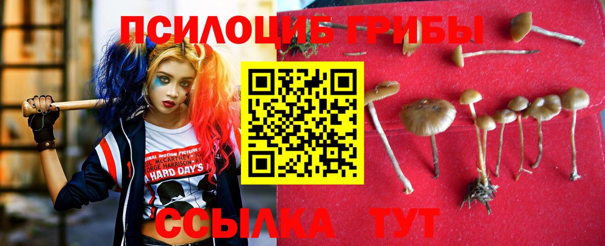 Камень-на-Оби  Галлюциногенные грибы MAGIC MUSHROOMS  Вход с VPN 